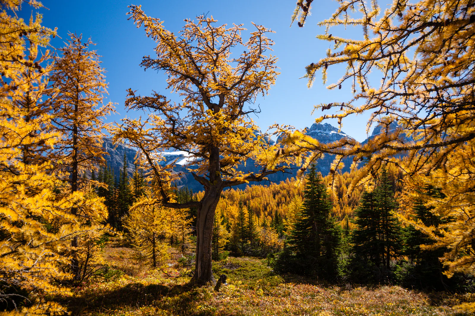 Golden alpine larch forest on the Larch Valley trail near Moraine Lake
