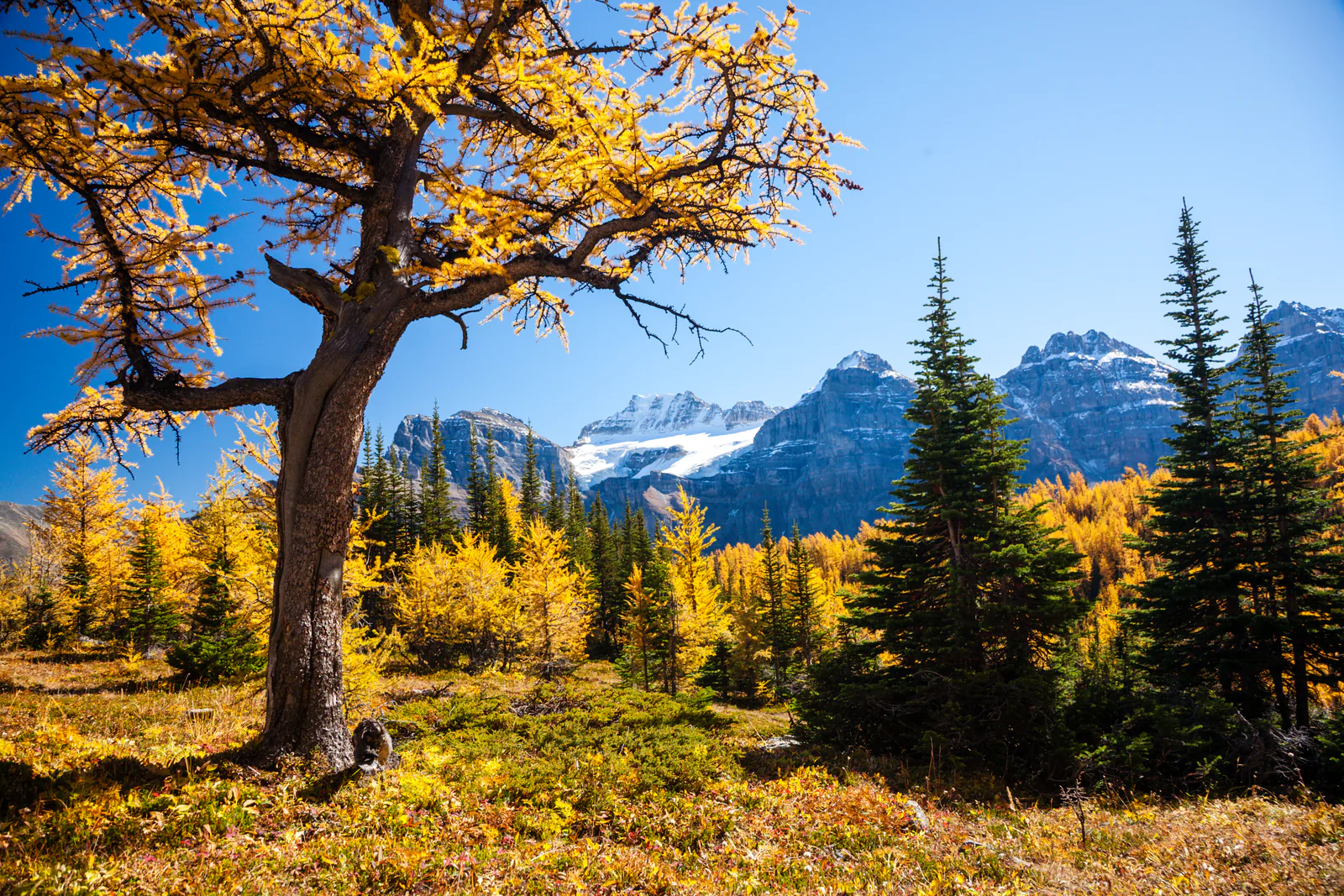 Golden larch trees framing mountain views above Moraine Lake