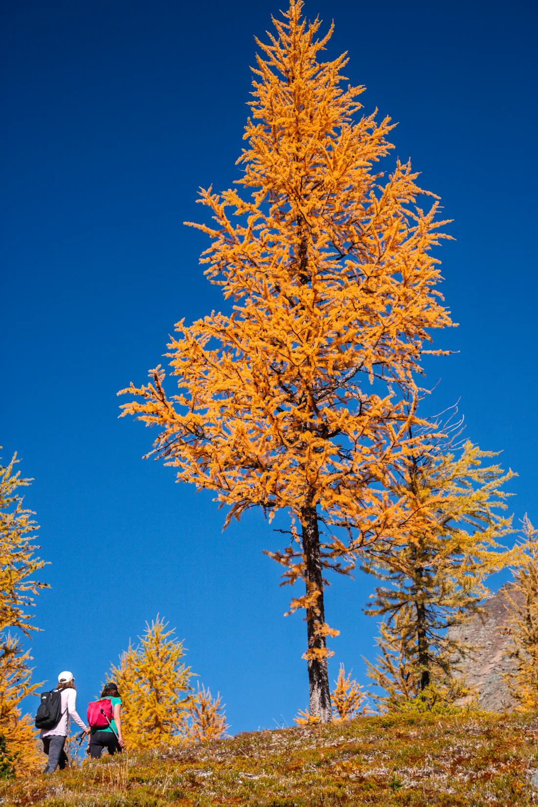 Hikers below a golden larch tree on the Larch Valley trail near Moraine Lake